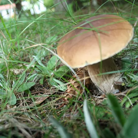 Hotel Ferienparadies Waldidylle, Familiengefuehrt Seit Ueber 20 Jahren - Mit Grossem Pool Und Viel Platz! 3*