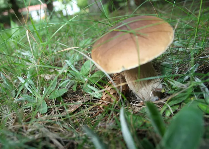 Hotel Ferienparadies Waldidylle, Familiengefuehrt Seit Ueber 20 Jahren - Mit Grossem Pool Und Viel Platz! 3*