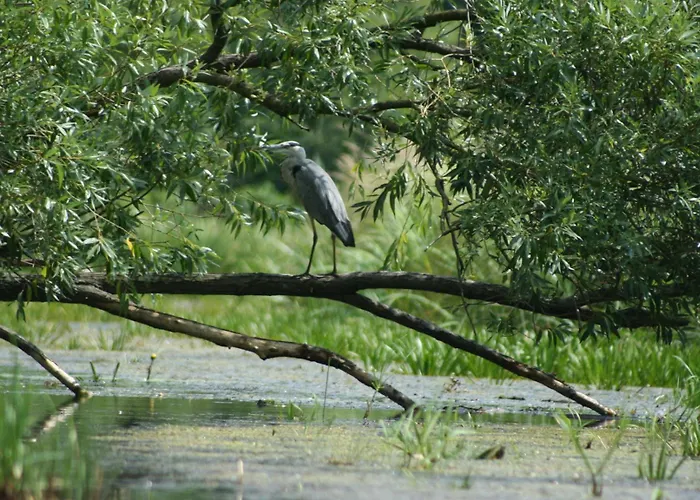 Ferienparadies Waldidylle, Familiengefuehrt Seit Ueber 20 Jahren - Mit Grossem Pool Und Viel Platz! Haida